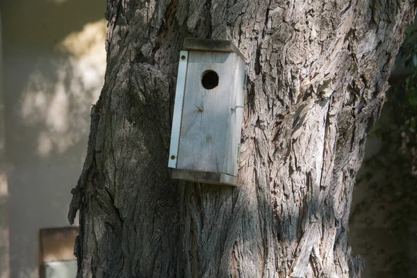 Człowiek Zrobił Domek Dla Ptaków Zamontowany Pniu Drzewa — Zdjęcie stockowe