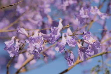 Mimosifolia 'nın mor renkli yaprakları. Güney-Orta Amerika' da yetişen tropikal bir ağaç.