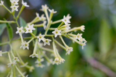 Solanaceae familyasından bir bitki türü olan 