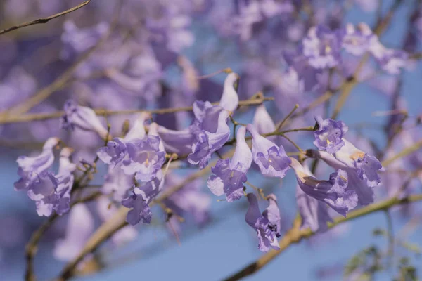 Violet colored leaves of the Jacaranda Mimosifolia, a sub-tropical tree native to south-central South America