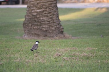 Kanatlı kanatlı kuş, bir ağacın yanındaki çimlerin üzerinde duruyor.
