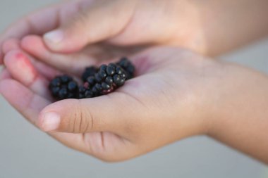 Çocuk eller, toplanmış bir yığın Dewberry 'i tutuyor. 