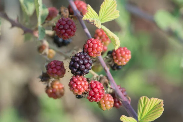 Dewberries Closely Related Blackberries Small Brambles Aggregate Fruits Reminiscent Raspberry — Stock Photo, Image