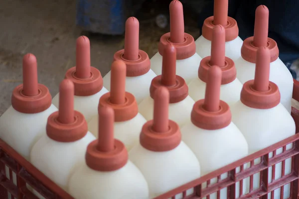 Una Caja Terneros Alimentando Biberones Hecha Plástico Con Pezones Goma — Foto de Stock