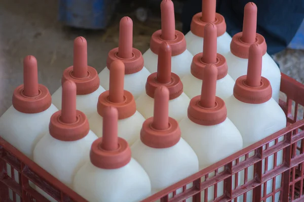 Una Caja Terneros Alimentando Biberones Hecha Plástico Con Pezones Goma —  Fotos de Stock