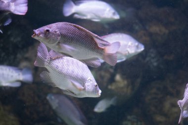 Mavi Tilapia (Oreochromis aureus), Cichlidae familyasından bir balık türü. Kuzey ve Batı Afrika ve Orta Doğu 'ya özgü.