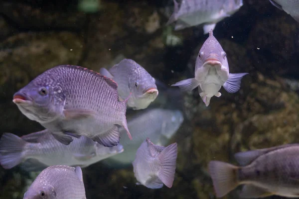 Tilapia Azul Oreochromis Aureus Pez Familia Cichlidae Originaria África Septentrional Imagen de stock