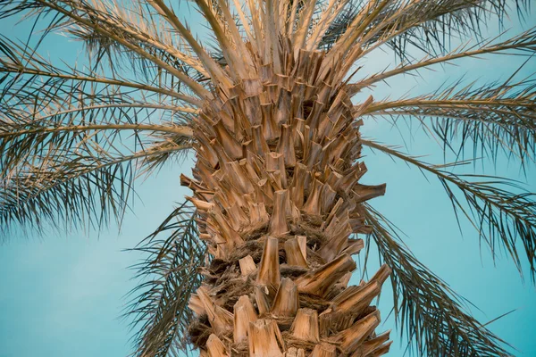 Palmeira sobre fundo céu — Fotografia de Stock