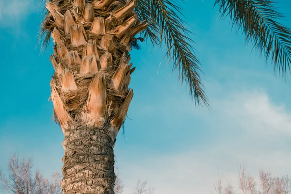 Palmeira sobre fundo céu — Fotografia de Stock