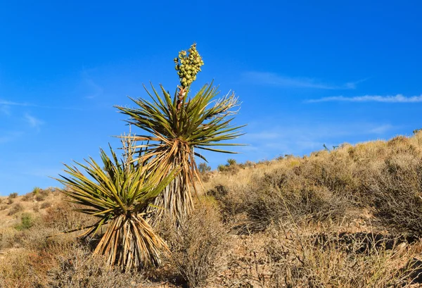 Planta de Yucca florescente no deserto, Nevada — Fotografia de Stock