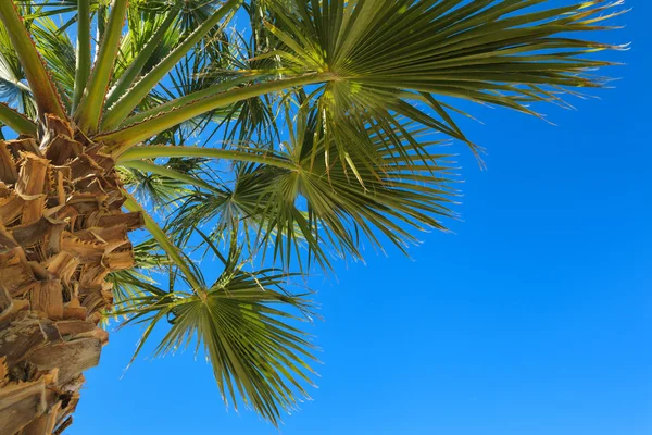 Palmeira e céu azul — Fotografia de Stock