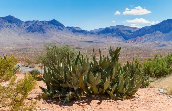 Kaktus w dolinie ognia, Nevada — Zdjęcie stockowe