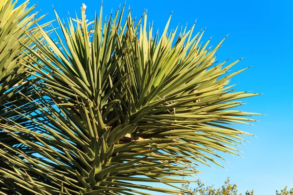 Yucca rostlina zblízka s modrou oblohu, Nevada — Stock fotografie