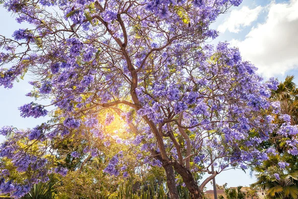 Jacaranda boom in San Diego — Stockfoto