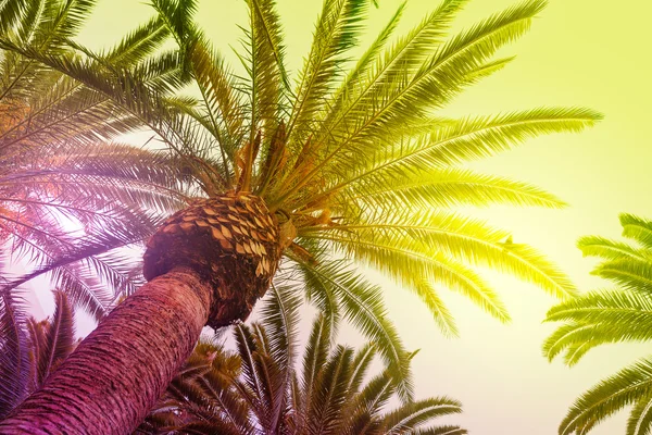 Sol brilhando através de palmeiras altas . — Fotografia de Stock