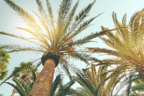 Sol brilhando através de palmeiras altas . — Fotografia de Stock