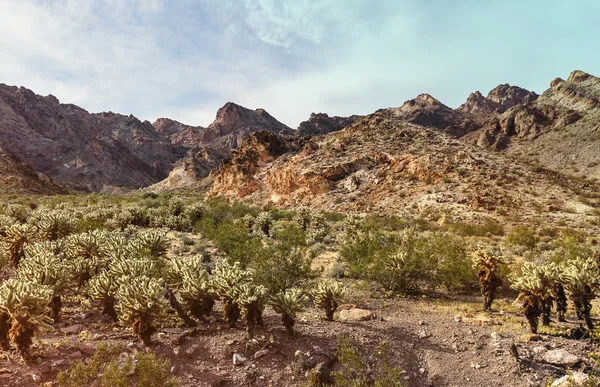 Desierto escénico con cactus Cholla en el sur de Nevada —  Fotos de Stock