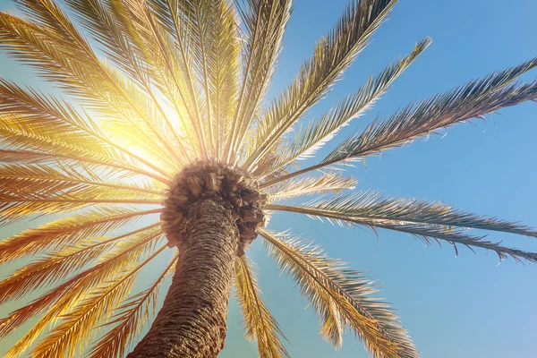 Pôr do sol tropical com palmeira — Fotografia de Stock