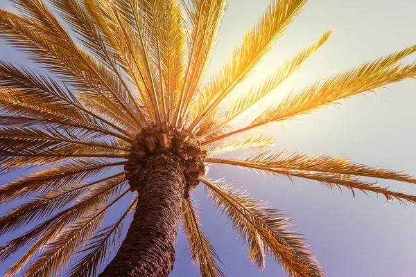 Pôr do sol tropical com palmeira — Fotografia de Stock