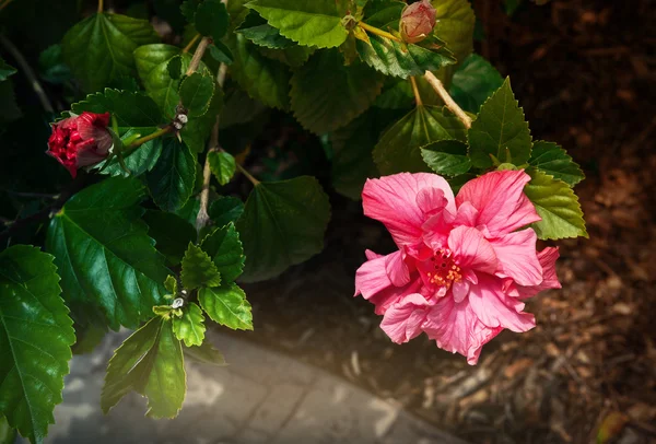 Kvetoucí růžový květ — Stock fotografie