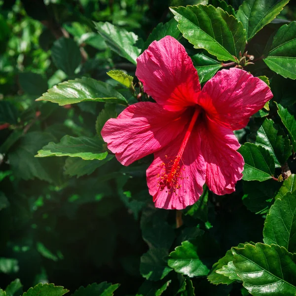 Closeup kvetoucí růžová květina v zahradě — Stock fotografie