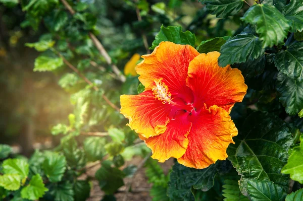 Closeup pomerančového květu, Kalifornie — Stock fotografie
