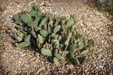 Kaktüs Güney Nevada