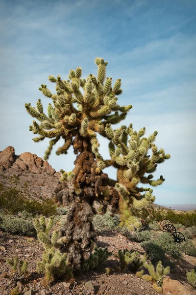 Kaktus in der Wüste der südlichen Nevada — Stockfoto