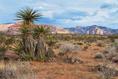 Yucca bitki ile Güney Nevada çölünde