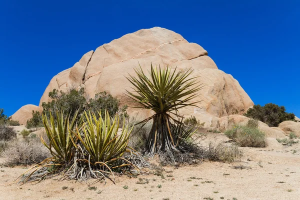 Yucca mit Felsformation und blauem Himmel im Hintergrund — Stockfoto