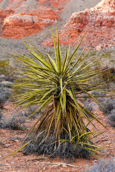 Yucca-Pflanze mit rotem Berg als Hintergrund — Stockfoto