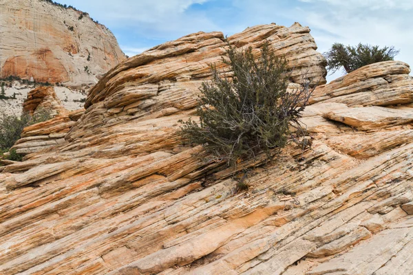 Arenisca con el arbusto en ella, Utah — Foto de Stock