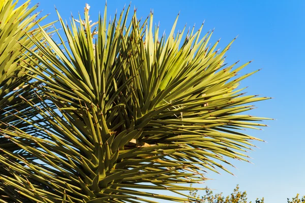 Close-up de Joshua Tree, Nevada — Fotografia de Stock