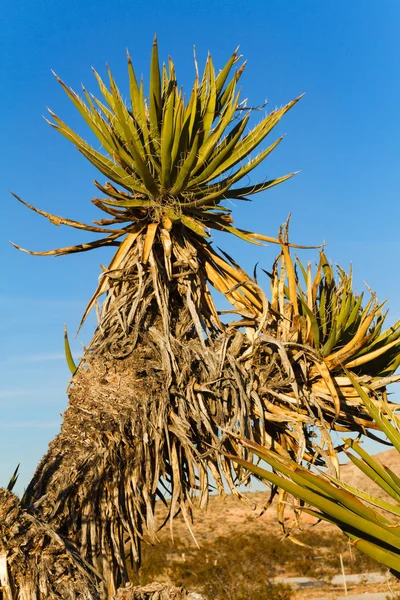 Árvore velha de Joshua no deserto de Nevada do sul — Fotografia de Stock