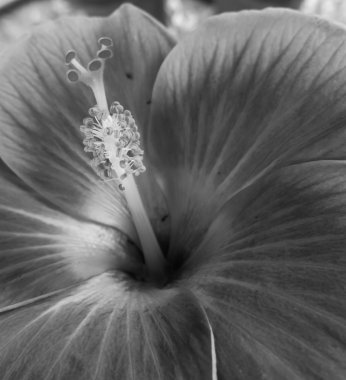 Hibicus çiçek, sanat kavramı