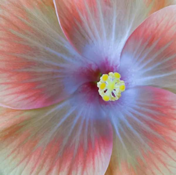 Macro Hibicus Flower, Close-up — Stock Photo, Image