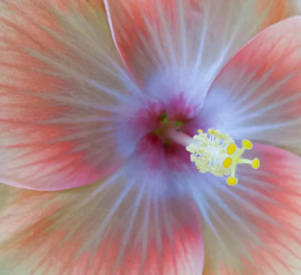 Macro Hibicus Flower, Close-up — Stock Photo, Image