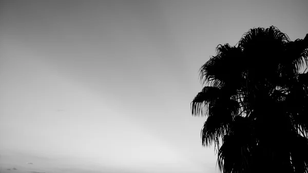 Haz de luz con cielo claro y árbol de coco — Foto de Stock