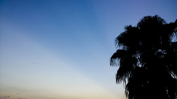 Clear Sky ve Hindistan cevizi ağacı ile ışık demeti — Stok fotoğraf