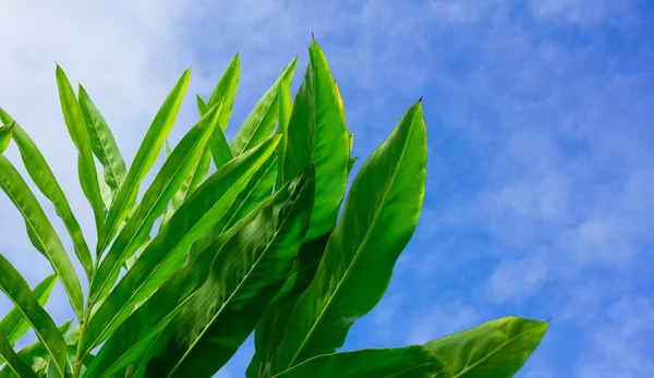 Closeup photo of long green leaves against sun and blue sky — Stock Photo, Image