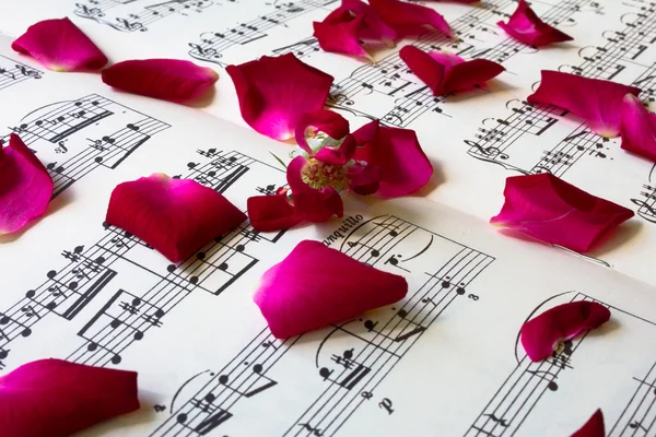 Love Song Concept, Petali di rosa rossa sullo spartito — Foto Stock