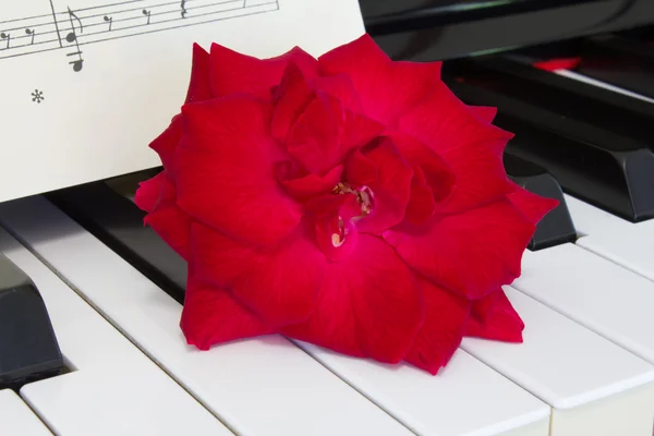 Rosa rossa sulla tastiera del pianoforte con spartiti — Foto Stock