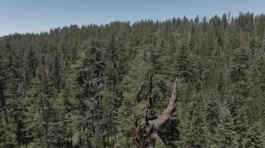 Sekoya büyük ağaçlar