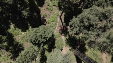 Sequoia büyük ağaçlar parkı