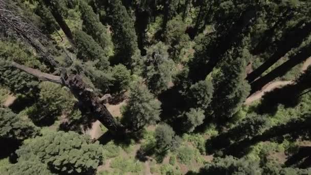 Sekvojový les v pohoří Sierra Nevada — Stock video
