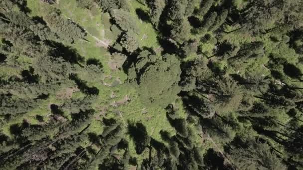Büyük Sekoya Vahşi Ormanı — Stok video