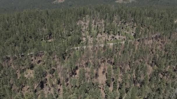 Sequoia grand parc d'arbres — Video