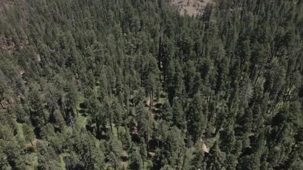 Sequoia grote bomen Californisch nationaal park — Stockvideo