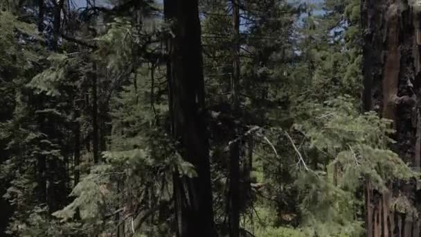 Sequoia bos Sierra Nevada gebergte — Stockvideo