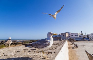 Eski Essaouira kasabası kalenin duvarları ve etrafındaki kanat çırpan martılarla çevriliydi. Bu güzel kasaba Fas, Kuzey Afrika 'da UNESCO' nun dünya mirası.